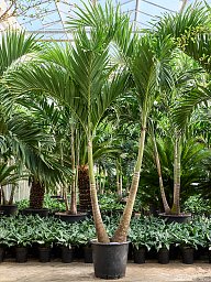 Lush Manila Palm Veitchia (Adonidia) merrillii (575-650) Indoor House Plants