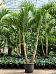 Lush Manila Palm Veitchia (Adonidia) merrillii (575-650) Indoor House Plants