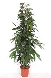 Lush Narrow-leaf Fig Ficus binnendijkii 'Amstel King' Tall Indoor House Plants Trees