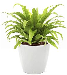 Asplenium Fern in LECHUZA CLASSICO LS Self-watering Planter, Total Height 50 cm