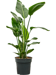 Tropical Bird of Paradise Strelitzia nicolai Indoor House Plants