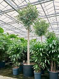 Lush Fig Tree Ficus rubiginosa 'Australis' Tall Indoor House Plants Trees