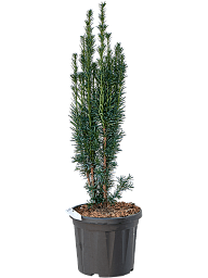 Photogenic English Yew Taxus baccata 'Fastigiata Robusta' Outdoor Plants