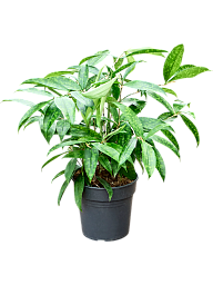 Easy-Care Spotted Gold Dust Dracaena surculosa (140-170) Indoor House Plants