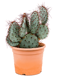 Photogenic Prickly Pear Cactus Opuntia capocentra Indoor House Plants