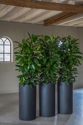 Fibrestone Klax Tall Planter by Idealist Premium