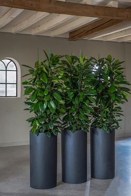 Fibrestone Klax Tall Planter by Idealist Premium Fibrestone Klax Tall Planter by Idealist Premium