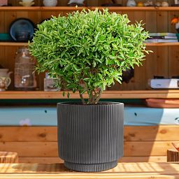 IDEALIST Lite Vertical Ribbed Cylinder Outdoor Planter