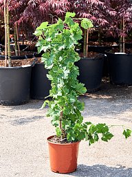 Vibrant European Wine Grape Vitis vinifera (100-140) Outdoor Plants
