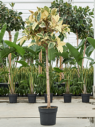 Lush Rubber Plant Ficus elastica 'Belize' Indoor House Plants