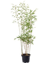 Fargesia rufa