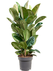 Lush Rubber Plant Ficus elastica 'Robusta' Indoor House Plants