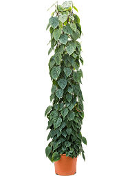 Lush Heart-Leaf Philodendron scandens Indoor House Plants