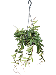 Shade-loving Wax Plant Hoya 'Rosita' Indoor House Plants
