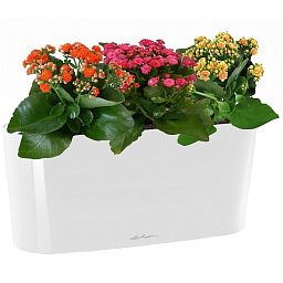 Blooming Kalanchoes in LECHUZA DELTA Self-watering Planter, Total Height 40 cm