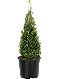 Cute Japanese Holly Ilex crenata 'Maxima'