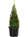 Cute Japanese Holly Ilex crenata 'Maxima'