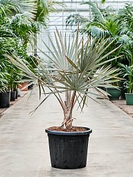 Lush Bismark Palm Bismarckia nobilis (300-400) Tall Indoor House Plants Trees