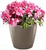 Blooming Azalea in LECHUZA CLASSICO LS Self-watering Planter, Total Height 40 cm