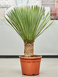 Photogenic Beaked Blue Yucca rostrata (170-200) Indoor House Plants