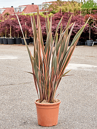 Photogenic New Zealand flax Phormium tenax 'Rainbow Queen' Indoor House Plants