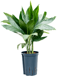Lush Parlour Palm Chamaedorea metallica Indoor House Plants