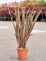 Photogenic New Zealand flax Phormium tenax 'Rainbow Queen' Indoor House Plants