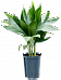 Lush Parlour Palm Chamaedorea metallica Indoor House Plants