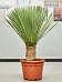 Photogenic Beaked Blue Yucca rostrata (150-180) Indoor House Plants