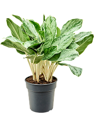 Aglaonema 'Horizon'