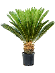 Sago Palm Cycas revoluta