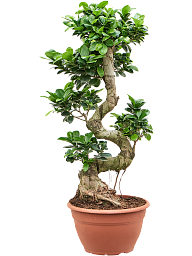 Lush Curtain Fig Ficus microcarpa 'Compacta' Tall Indoor House Plants Trees