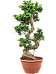 Lush Curtain Fig Ficus microcarpa 'Compacta' Tall Indoor House Plants Trees