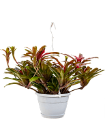 Colorful Blushing Bromeliad Neoregelia (Nidularium) 'Fireball' Indoor ...