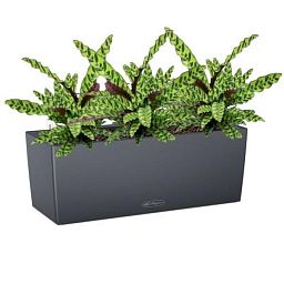 Calathea Lancifolia in LECHUZA BALCONERA Color Self-watering Planter, Total Height 60 cm