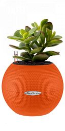 Crassula Ovata Money Plant in LECHUZA-PURO Self-watering Planter, Total Height 30 cm