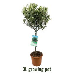 Olive Tree | Olea europea