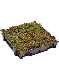 Easy-Care Stonecrop Sedum tray (live plants)