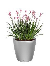 Blooming Anigozanthos (Kangaroo Paw) in LECHUZA CLASSICO LS Self-watering Planter, Total Height 40 c