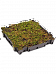 Easy-Care Stonecrop Sedum tray (live plants)