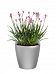 Blooming Anigozanthos (Kangaroo Paw) in LECHUZA CLASSICO LS Self-watering Planter, Total Height 40 c