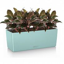 Potted House Plant Aglaonema Crete in LECHUZA BALCONERA Color Pastel G...