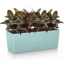 Aglaonema Crete in LECHUZA BALCONERA Color Self-watering Planter, Total Height 45 cm