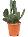 Easy-Care Barbary Fig Opuntia indica Indoor House Plants
