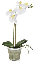 AN-Phalaenopsis Real Touch in Pot Artificial Flower Plant