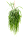 Easy-Care Forest Cactus Lepismium bolivianum Indoor House Plants