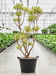 Colorful Pleomele (Dracaena) reflexa 'Song of Sri Lanka' Tall Indoor House Plants Trees