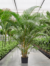 Lush Areca Palm Dypsis (Areca) lutescens Indoor House Plants