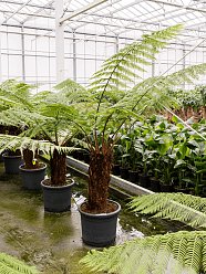 Lush Soft Tree Fern Dicksonia antarctica (180-240) Tall Indoor House Plants Trees