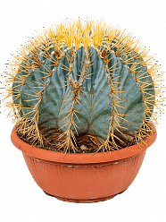 Cute Blue Barrel Cactus Ferocactus glaucescens Indoor House Plants